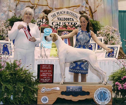 Marjetta N Blackburn Special Agent at the Valdosta KC  show in Perry, GA. shown winning his second major. Thank you to judge Dana  Massey. Gibbs is owned by Bettie Campbell and shown by Ashley Cuzzolino