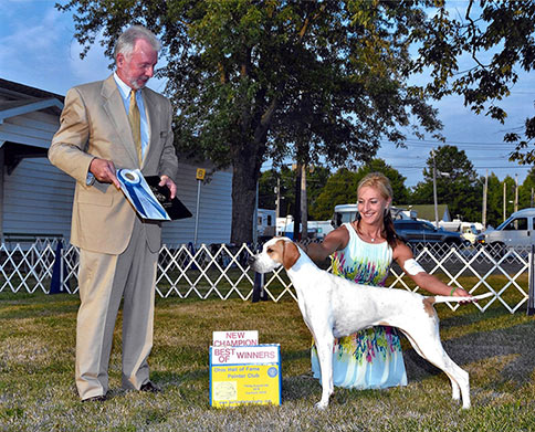 Ch. Marjetta Sweet Annie pictured going Best of Winners for a 5 point major  at the Ohio Hall of Fame Pointer Club Specialty under breeder judge Danny Seymour.  Annie is handled here by Katie Shepard.