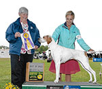 GCH. Marjetta Sweet Annie pictured going Best of Breed at the 2018 Delaware Valley Pointer Specialty at Somerset Hills.  Thanks to Judge Anne Katona.  Annie is beautifully presented by Katie Bernardin.
