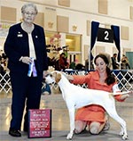 Marjetta Sweet Annie pictured at 9 months of age winning a major at the Douglasville KC Club in Perry Georgia.  Annie is shown by Ashley Cuzzolino.  Thank you to judge Virginia Lyne.