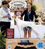 Marjetta Sweet Annie shown winning her second major at the Valdosta KC in Perry, GA. Annie is shown by Ashley Cuzzolino. Judge is Ann Yuhasz