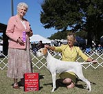 New Champion- Ch. Marjetta Glo On at Fabello owned by Sharath Bagegowda and co-owned and handled by Ashleigh Oldfield is shown completing her title at the Greater Ocala Dog Club.  Thank you to Judge Ann Hearn.

