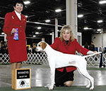 Marjetta Catch Me If You Can at Majesty shown winning a major at the Oakland County Show under Barbara Alderman. Shelby is owned by Jean and Dan Smith.
