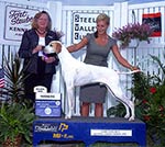 Marjetta N Bellburn Special Agent shown winning a 5 point major at the Fort Stueben KC show in Canfield, OH.  Gibbs is owned by Katie Shepard and shown here by Katie Shepard.  Thank you to Judge Sari Tietjen.

